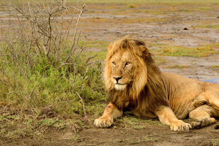 Ngorongoro Crater