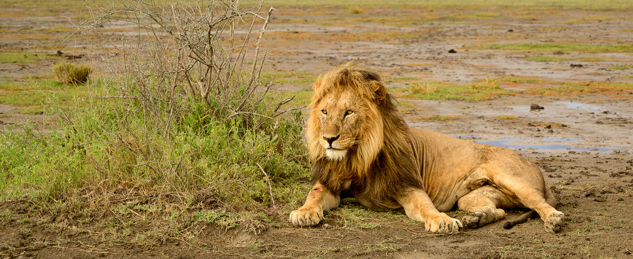 Male Lion