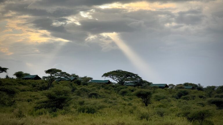 Ndutu, January