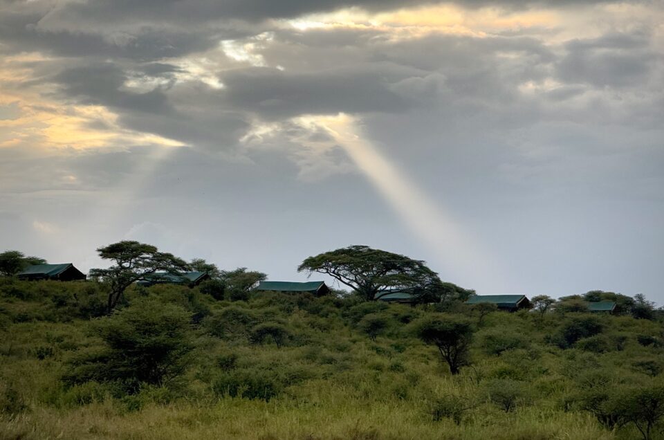 Ndutu, January