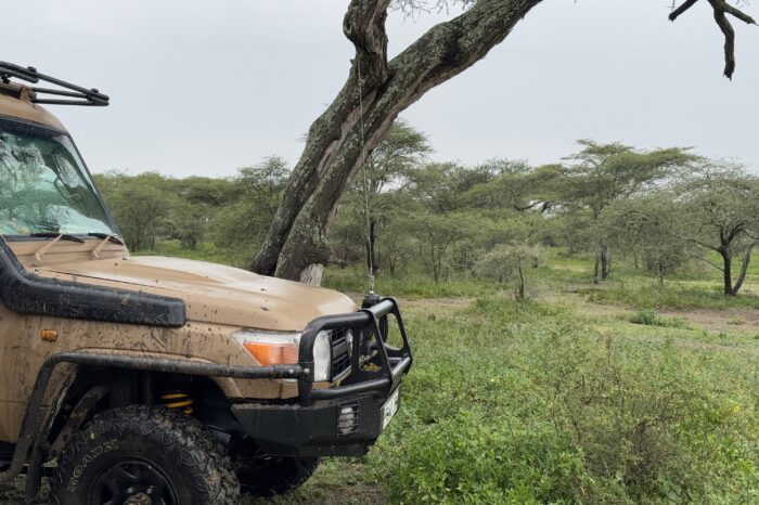 Serengeti, Ndutu Region