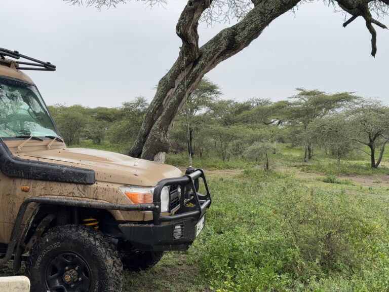 Safari Jeep