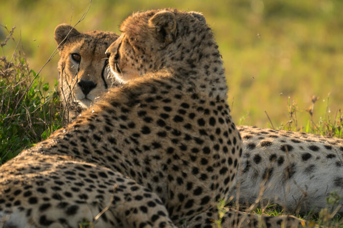 Serengeti, Ndutu Region