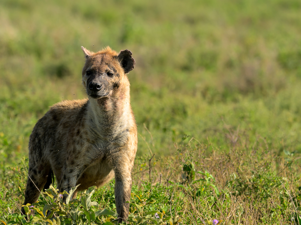 Hyaena